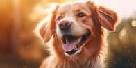 Dog Name Generator | Finn hundenavnet ditt nå!