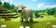 Schapen naam generator | Krijg duizenden schapennamen