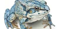 Générateur de noms pour amphibiens de compagnie | Quel est le nom de votre amphibien de compagnie ?