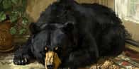 Pet Bear Name Generator | Vad heter din björn?