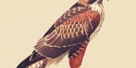 Gerador de Nomes para Aves de Rapina de Estimação | Qual é o nome da sua ave de rapina?