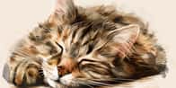 Kattenavnsgenerator for kjæledyr | Hva er kattens navn?