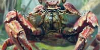 Pet Crab Name Generator | What's your pet crab' name?