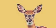 Pet Deer Name Generator | Πώς λέγεται το ελάφι σου?