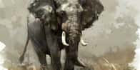 Házi Elefánt Név Generátor | Mi a házi elefántod neve?