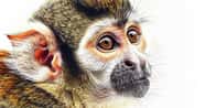 Gerador de Nomes para Macacos de Estimação | Qual o nome do seu macaco?