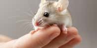 Pet Mouse Name Generator | Πώς λέγεται το ποντίκι σου?