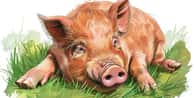 Gerador de Nomes para Porcos de Estimação | Qual é o nome do seu porco de estimação?
