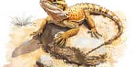 Générateur de noms pour reptiles de compagnie | Quel est le nom de votre reptile de compagnie ?